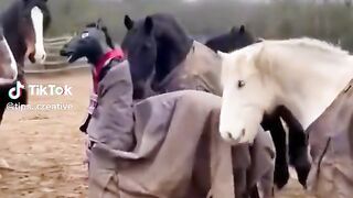 Funny videos from TikTok