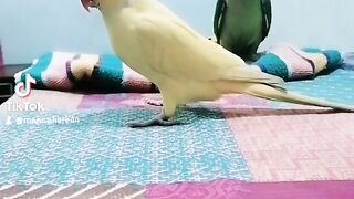 Meme & goshi