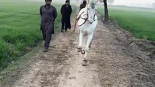 Sweet dancing (Horse ???????? dance ????