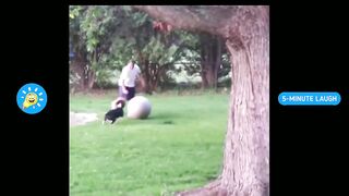 Funny Animal Fails | Try Not To Laugh | 5-Minute Laugh