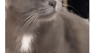 Animal Cute Funny Video Part 2