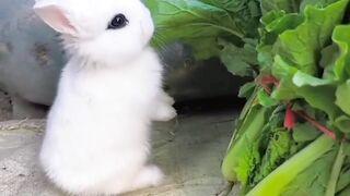 Cute Baby Rabbits Playing,Feeding Activities | Bunny Rabbit (Baby Rabbits)