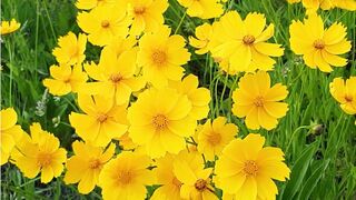 Nature Video