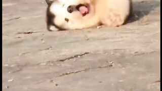 Animal Cute Funny Video Part 3