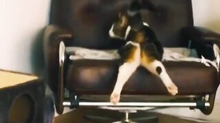 Animal Cute Funny Video Part 4
