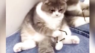 Animal Cute Funny Video Part 5