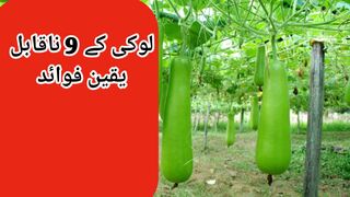 golden words  loki ke naqabel e yaqeen fawaid shorts