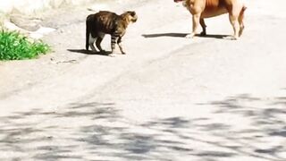 This video is cat and dog fight