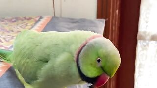 Parrots Entertainment Video
