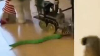 Funny animals - Funny cats / dogs - Funny animal videos 264funny animal