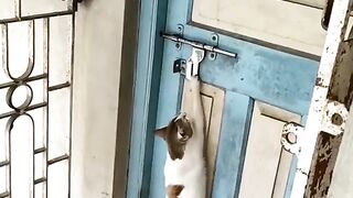 Funny videos from TikTok