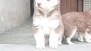 Cute Puppies  Dog Look ????????????????????