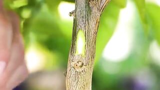 Best grafting fruit plants.And Best technic..