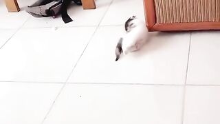 Funny videos from TikTok
