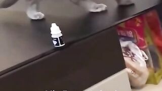 Scared cat | Bright stars | Nihal ali