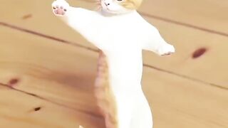 Beautiful Cat dance