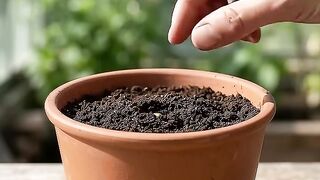 Corn Growth in Real Time | From Tiny Seed to Golden Corn 🌱🌽