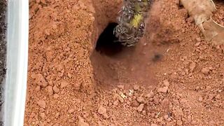 Can Fire Ants Force Them Out #shorts #science #explore_