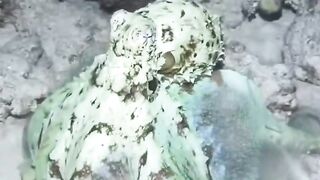 How Octopuses Change Color So Fast