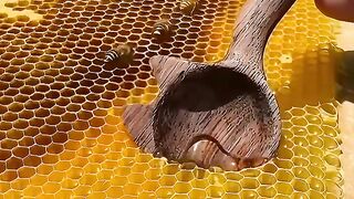 Why Is HoneyComb A Hexagon  @bowserbee