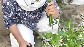 Harvesting Fresh Celery in the Morning for Healthy Juice - My Best Friend Came to My Garden