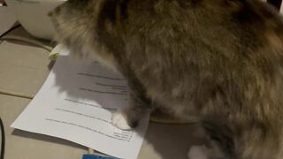My Cat Thought the Printer Was a Toy! 😂