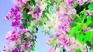 Nature with beautiful flowers❤️🌹🌺💐