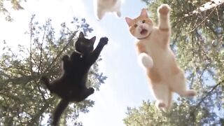 three cats entering at dino world