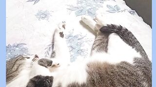 VEJÁ GATO BRAIA ADAS MUITO DENGOSO