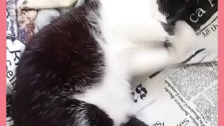 VEJÁ OXETO DA GATA JOLINA DORMINO