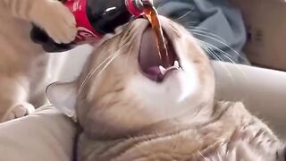 GATO APRONTANO 6
