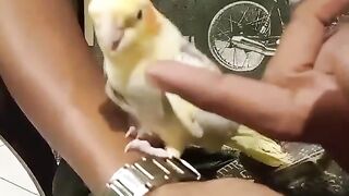 Funny animal