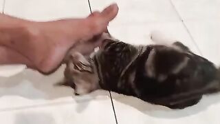 Funny animal 75