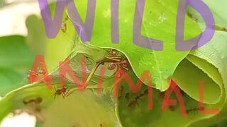 Wild Nature