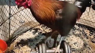 weightlifting chicken