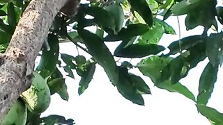 METIK MANGGA BESAR