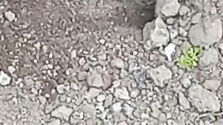 Funny Animals 52