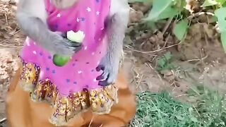 yayamonkeythailan