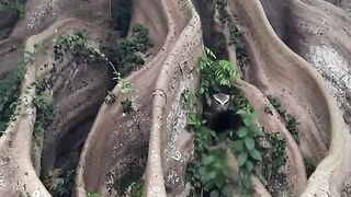A Hidden World of Wild Birds in the Forest 🌳🦅