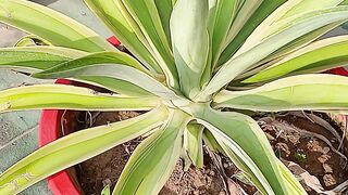 Agave Siklok