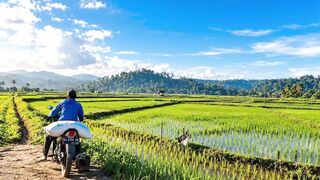 Harmony in the Fields: Scenic Rice Paddies & Farmers at Work