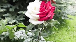 Beautiful Rose and Bird 🌹❤️Red and White❤️🌹