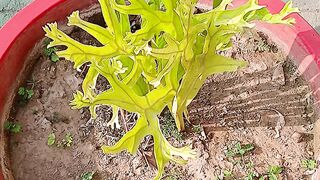 varietas Platycerium ridleyi