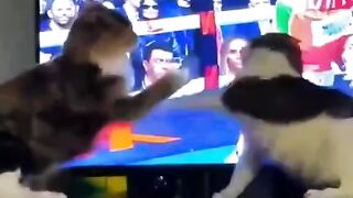 Try Not To Laugh! 😹 Top 10 Funniest Cat Fails Ever! 💀