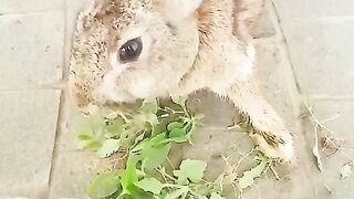 Cute Brown Rabbit Eating Fresh Green Leaves on Outdoor Pavement