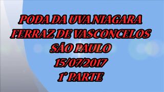 577 ) poda da niagara rosa 1 parte
