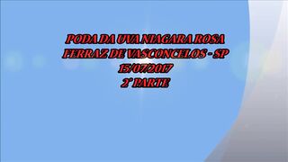 578 ( PODA DA NIAGARA ROSA 2 PARTE