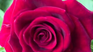 🌺🌹🌺♥️🥀 A red rose with soulful song🌺🌹🌺♥️🥀