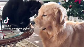 Cat and dog 11