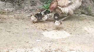 Ayam yang terlantar